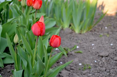 Kırmızı çiçekler. Tulipa. Lale. Devamlı çiçek açan bir bitki. Doğanın güzel, soyut arka planı. Bahar manzarası. Çiçekçilik, ev çiçeği.