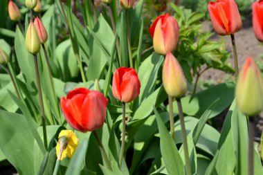 Devamlı çiçek açan bir bitki. Doğanın güzel, soyut arka planı. Bahar manzarası. Lale. Tulipa. Kırmızı çiçekler. Çiçekçilik, ev çiçeği.