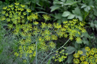 Dill. Anethum graveolens. Doğanın güzel bitkisel soyut arka planı. Bahar manzarası. Gerekli yağ. Popüler yemek çeşnisi.