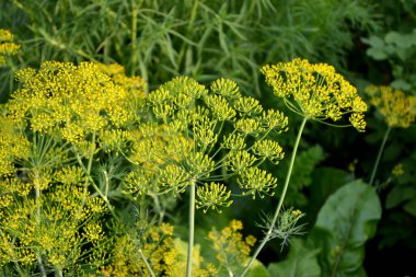 Anethum graveolens. Dill. Doğanın güzel bitkisel soyut arka planı. Bahar manzarası. Gerekli yağ. Popüler yemek çeşnisi. Ev bitkileri