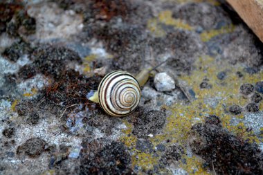 Çizgili salyangoz. Salyangoz taşın üstünde sürünüyor. Sefaea. Doğanın güzel soyut arka planı. Bahar manzarası. Bahçıvanlık. Çok doğal. Ev, tarla