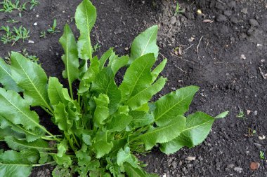 Armoracia rusticana. Yabanturpu. Doğanın güzel bitkisel soyut arka planı. Bahar manzarası. Popüler yemek çeşnisi.