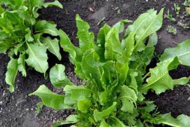 Yabanturpu. Armoracia rusticana. Doğanın güzel bitkisel arka planı. Popüler yemek çeşnisi.