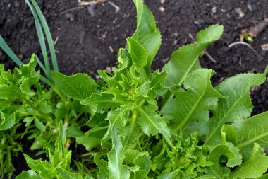Yabanturpu. Armoracia rusticana. Doğanın güzel bitkisel soyut arka planı. Bahar manzarası. Popüler yemek çeşnisi. Ev