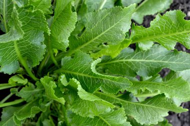 Armoracia rusticana. Yabanturpu. Doğanın güzel bitkisel soyut arka planı. Bahar. Popüler yemek çeşnisi.