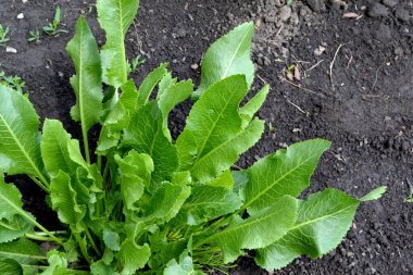Armoracia rusticana. Yabanturpu. Doğanın güzel bitkisel soyut arka planı. Bahar manzarası. Popüler yemek çeşnisi. Ev bitkileri