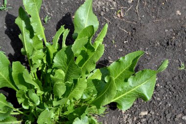 Armoracia rusticana. Yabanturpu. Doğanın güzel bitkisel soyut arka planı. Bahar manzarası. Popüler yemek çeşnisi. Ev bitkileri, ürünler. Bahçıvanlık