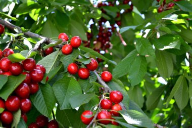 Prunus avium. Güzel böğürtlenler doğanın soyut arka planı. Tatlı kiraz. Yaz manzarası. Lezzetli tatlı böğürtlen, favori bir ikram. Kırmızı çilek. Yaz çiçekliği, bahçe.