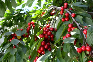Tatlı kiraz. Doğanın güzel böğürtlenleri. Prunus avium. Lezzetli tatlı böğürtlen, favori bir ikram. Kırmızı çilek