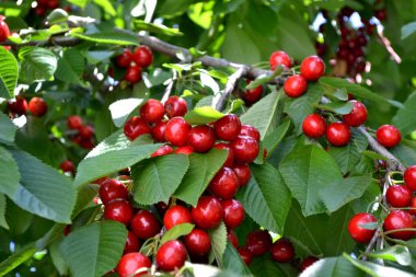 Tatlı kiraz. Güzel böğürtlenler doğanın soyut arka planı. Prunus avium. Yaz manzarası. Lezzetli tatlı böğürtlen, favori bir ikram. Kırmızı çilek. Yaz