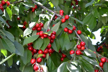Tatlı kiraz. Güzel böğürtlenler doğanın soyut arka planı. Prunus avium. Yaz manzarası. Lezzetli tatlı böğürtlen, favori bir ikram. Kırmızı çilek. Yaz çiçeği yatağı