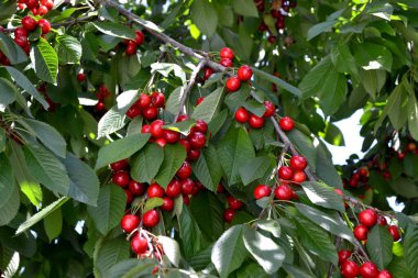 Tatlı kiraz. Güzel böğürtlenler doğanın soyut arka planı. Prunus avium. Yaz manzarası. Lezzetli tatlı böğürtlen, favori bir ikram. Kırmızı çilek. Yaz yatağı