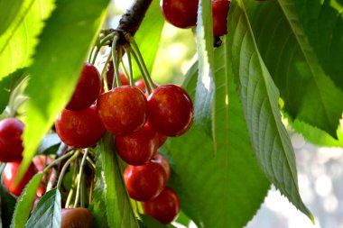 Kırmızı çilek. Güzel böğürtlenler doğanın soyut arka planı. Tatlı kiraz. Prunus avium. Yaz manzarası. Lezzetli tatlı böğürtlen, favori bir ikram. Yaz yatağı