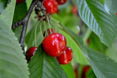 Güzel böğürtlenler doğanın soyut arka planı. Tatlı kiraz. Prunus avium. Lezzetli tatlı böğürtlen, favori bir ikram. Kırmızı çilek