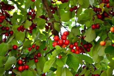 Güzel böğürtlenler doğanın soyut arka planı. Tatlı kiraz. Prunus avium. Yaz manzarası. Lezzetli tatlı böğürtlen, favori bir ikram. Kırmızı çilek. Yaz yatağı