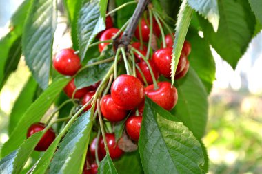 Kırmızı çilek. Güzel böğürtlenler doğanın soyut arka planı. Tatlı kiraz. Prunus avium. Yaz manzarası. Lezzetli tatlı böğürtlen, favori bir ikram. Yaz çiçeği yatağı