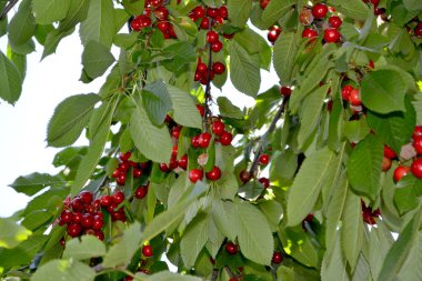 Güzel böğürtlenler doğanın soyut arka planı. Tatlı kiraz. Prunus avium. Yaz manzarası. Lezzetli tatlı böğürtlen, favori bir ikram. Kırmızı çilek. Yaz