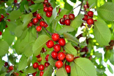 Güzel arka plan. Tatlı kiraz. Prunus avium. Lezzetli tatlı böğürtlen, favori bir ikram. Kırmızı çilek