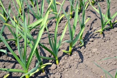 Allium sativum. Sarımsak, yeşil lahanalar. Ebedi bitki, Amaryllidaceae ailesi. Doğanın güzel arka planı