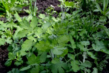 Chelidonium majus. Celandine. Doğanın güzel bitkisel soyut arka planı. Ebedi otçul bitki. Bahar manzarası. Güzel çimen bitkisi. Sarı çiçekler. Bahar