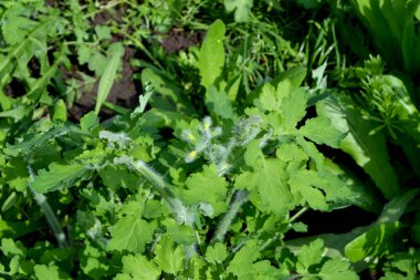 Chelidonium majus. Celandine. Doğanın güzel bitkisel soyut arka planı. Ebedi otçul bitki. Bahar manzarası. Güzel çimen bitkisi. Sarı çiçekler. Bahar çiçeği