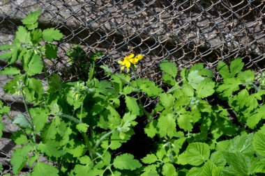 Celandine. Doğanın güzel bitkisel arka planı. Chelidonium majus. Ebedi otçul bitki. Bahar manzarası. Güzel çimen bitkisi. Sarı çiçekler. Bahar çiçeği yatağı