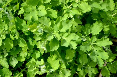 Doğanın güzel bitkisel soyut arka planı. Chelidonium majus. Celandine. Ebedi otçul bitki. Bahar manzarası. Güzel çimen bitkisi. Sarı çiçekler. Bahar çiçeği yatağı