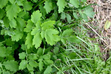Doğanın güzel bitkisel soyut arka planı. Celandine. Chelidonium majus. Ebedi otçul bitki. Bahar manzarası. Güzel çimen bitkisi. Sarı çiçekler. Bahar çiçeği yatağı