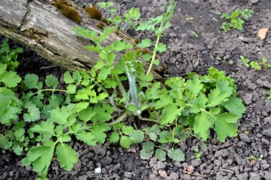Ebedi otçul bitki. Celandine. Doğanın güzel bitkisel soyut arka planı. Chelidonium majus. Bahar