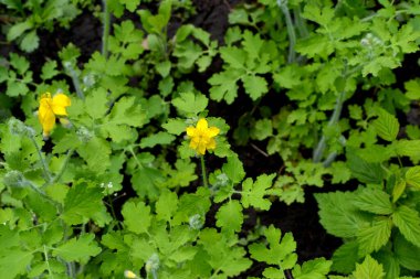 Celandine. Chelidonium majus. Doğanın güzel bitkisel soyut arka planı. Ebedi otçul bitki. Bahar. Güzel çimen bitkisi