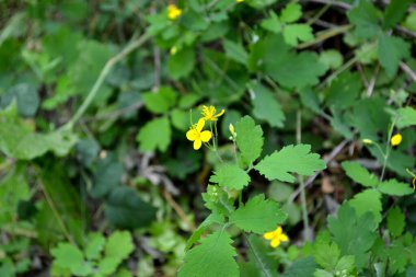 Celandine. Chelidonium majus. Doğanın güzel bitkisel soyut arka planı. Ebedi otçul bitki. Bahar