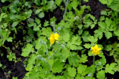 Celandine. Chelidonium majus. Doğanın güzel bitkisel soyut arka planı. Ebedi otçul bitki. Bahar manzarası. Güzel çimen bitkisi. Sarı
