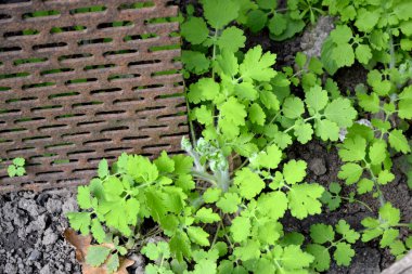 Doğanın güzel bitkisel arka planı. Ebedi otçul bitki. Celandine. Chelidonium majus.