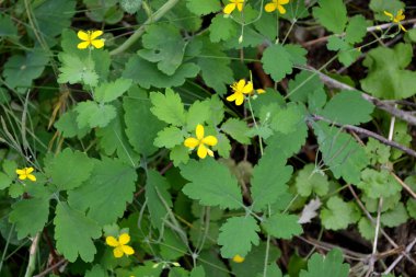 Doğanın güzel bitkisel soyut arka planı. Chelidonium majus. Celandine. Daimi bitki