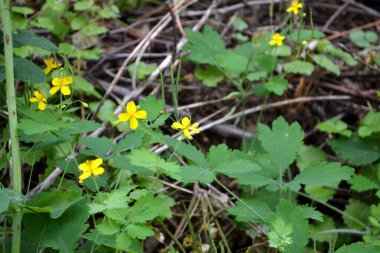 Doğanın güzel bitkisel soyut arka planı. Chelidonium majus. Celandine. Ebedi otçul bitki. Bahar manzarası. Güzel