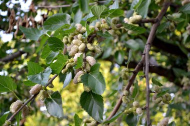 Güzel böğürtlenler doğanın soyut arka planı. Beyaz dut. Morus. Yaz manzarası. Lezzetli tatlı böğürtlen, favori bir ikram. Beyaz çilek. Yaz çiçeği yatağı
