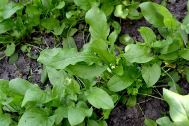 Sorrel. Doğanın güzel bitkisel soyut arka planı. Rumex, daimi bitki. Bahar manzarası. Popüler yemek çeşnisi. Ev bitkileri, ürünler. Bahçıvanlık. Çok doğal. Ev, tarla, çiftlik.