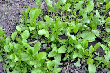 Rumex, daimi bitki. Sorrel. Doğanın güzel bitkisel soyut arka planı. Bahar manzarası. Popüler yemek çeşnisi. Ev bitkileri, ürünler. Bahçıvanlık. Çok doğal. Ev, tarla, çiftlik.