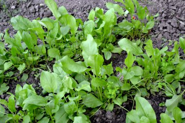 Doğanın güzel bitkisel soyut arka planı. Sorrel. Rumex, daimi bitki. Bahar manzarası. Popüler yemek çeşnisi. Ev bitkileri, ürünler. Bahçıvanlık. Çok doğal. Ev, tarla, çiftlik.