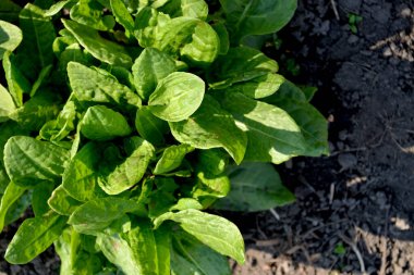 Sorrel. Rumex. Doğanın güzel bitkisel soyut arka planı. Ebedi şifalı bitkiler. Bahar manzarası. Popüler yemek çeşnisi. Ev