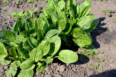 Sorrel. Rumex. Doğanın güzel bitkisel arka planı. Ebedi şifalı bitkiler. Popüler yemek çeşnisi.