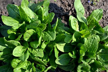 Sorrel. Rumex. Doğanın güzel bitkisel soyut arka planı. Ebedi şifalı bitkiler. Bahar manzarası. Popüler yemek çeşnisi. Ev bitkileri, ürünler. Bahçıvanlık. Doğal.