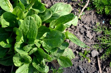 Sorrel. Rumex. Doğanın güzel bitkisel soyut arka planı. Ebedi şifalı bitkiler. Bahar manzarası. Popüler yemek çeşnisi. Ev bitkileri