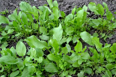 Sorrel. Doğanın güzel bitkisel arka planı. Rumex, daimi bitki. Bahar manzarası. Popüler yemek çeşnisi.