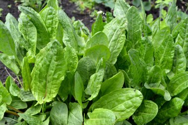 Sorrel. Doğanın güzel bitkisel soyut arka planı. Rumex. Ebedi şifalı bitkiler. Bahar manzarası. Popüler yemek çeşnisi.