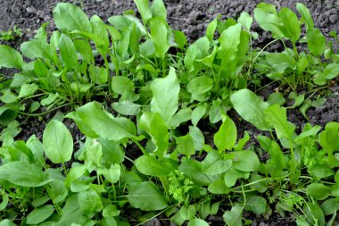 Sorrel. Doğanın güzel bitkisel soyut arka planı. Rumex, daimi bitki. Bahar manzarası. Popüler yemek çeşnisi.