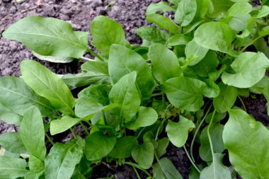 Sorrel. Doğanın güzel bitkisel soyut arka planı. Rumex, daimi bitki. Bahar manzarası. Popüler yemek çeşnisi. Ev bitkileri, ürünler
