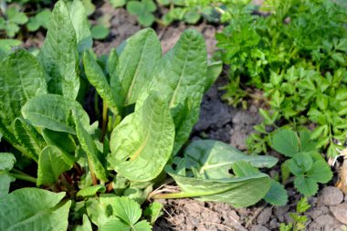 Ebedi şifalı bitkiler. Sorrel. Rumex. Doğanın güzel bitkisel soyut arka planı. Bahar manzarası. Popüler yemek çeşnisi. Ev bitkileri, ürünler