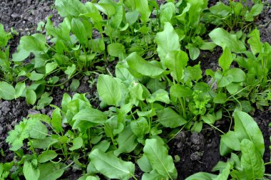Sorrel. Doğanın güzel bitkisel arka planı. Rumex, daimi bitki. Bahar. Popüler yemek çeşnisi.