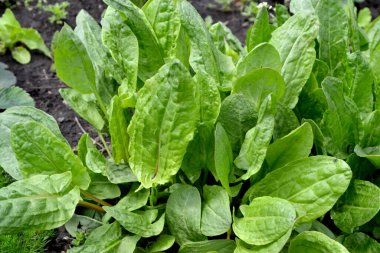 Sorrel. Doğanın güzel bitkisel soyut arka planı. Rumex. Ebedi şifalı bitkiler. Bahar manzarası. Popüler yemek çeşnisi. Ev bitkileri